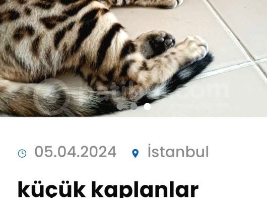Küçük Kaplanlar görsel