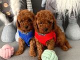 anne altından toy poodle bebekler
