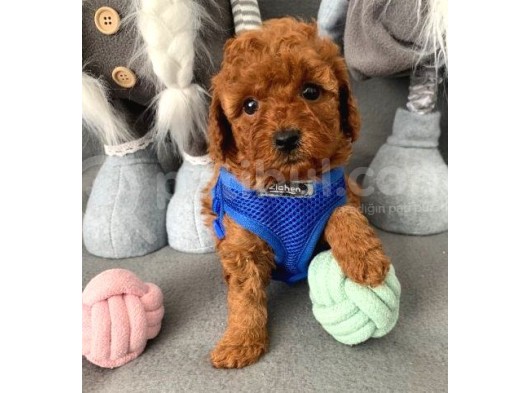 Anne Altından Toy Poodle Bebekler görsel