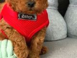 Anne Altından Toy Poodle Bebekler