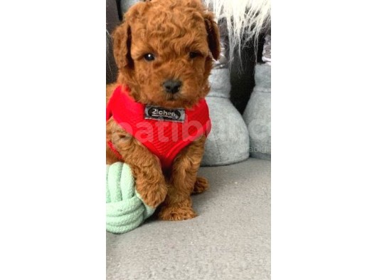 Anne Altından Toy Poodle Bebekler görsel