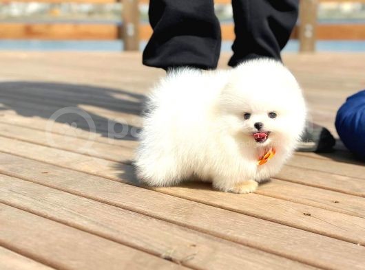 Ayı Surat Pomeranian Boo Yavrularımız görsel