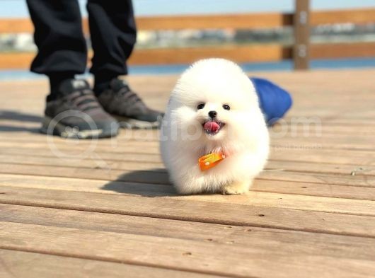 Ayı Surat Pomeranian Boo Yavrularımız görsel