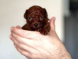 Kore Kanı Dark Brown Toy Poodle