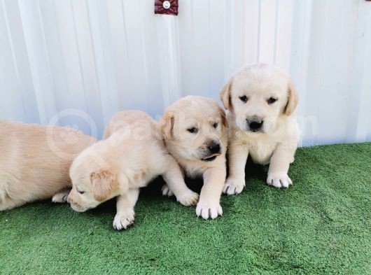 Orjinal Labrador Yavrular görsel