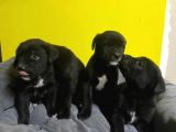 A Kalite Black Cane Corso Siyah Erkek Ve Dişi Yavrular