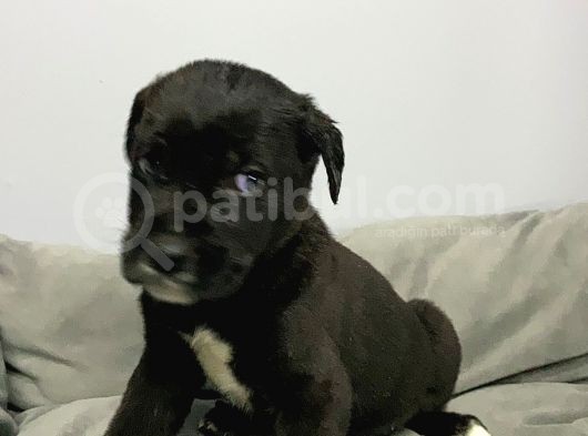 A Kalite Black Cane Corso Siyah Erkek Ve Dişi Yavrular görsel