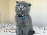 Safkan Gri Scottish Fold Yavru