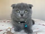 Safkan Gri Scottish Fold Yavru