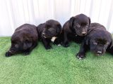 Orjinal Labrador Yavrular
