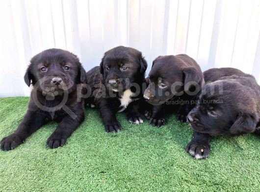 Orjinal Labrador Yavrular görsel