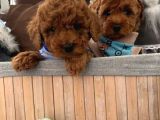 Renk Renk Toy Poodle Bebekler