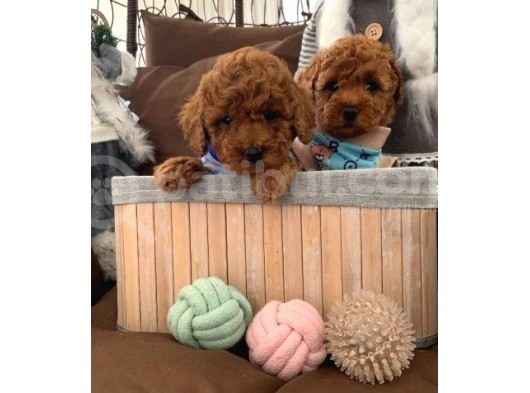 Renk Renk Toy Poodle Bebekler görsel