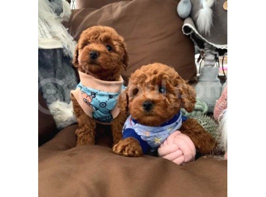 Renk Renk Toy Poodle Bebekler görsel