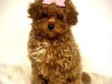 TOOY POODLE YAVRUMUZ 0 TEACUP 