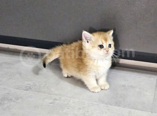 İnanilmaz Fiyata Bayrama Özel Sağlık Garantilidir Goldenler görsel
