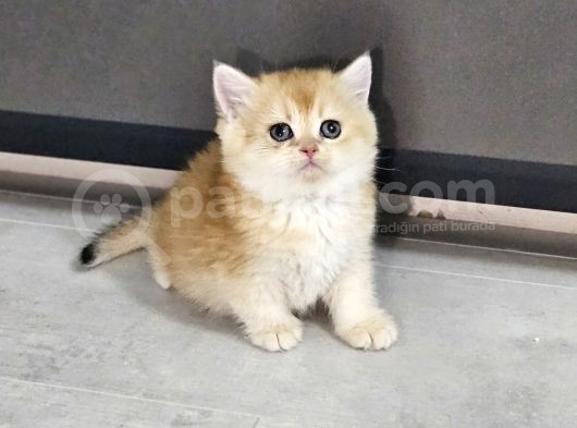 İnanilmaz Fiyata Bayrama Özel Sağlık Garantilidir Goldenler görsel