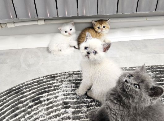 İnanilmaz Fiyata Bayrama Özel Sağlık Garantilidir Goldenler görsel