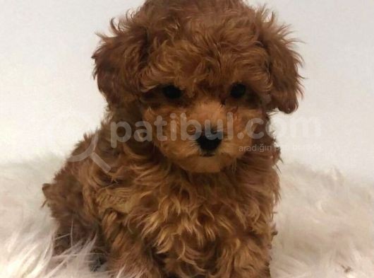 TOOY POODLE YAVRUMUZ 0 TEACUP 