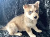 Orjinal Bayram Şekerleri Beyaz Ve Boz Renk Husky
