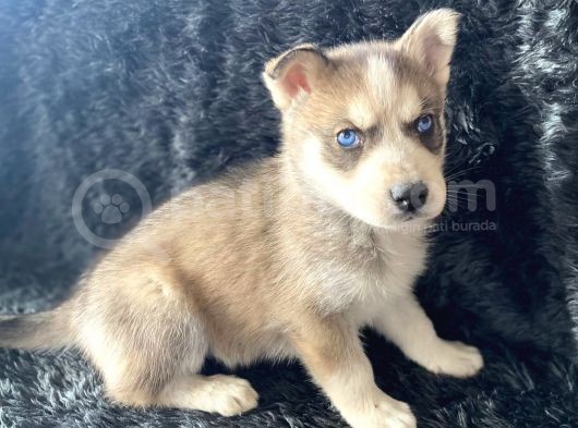 Orjinal Bayram Şekerleri Beyaz Ve Boz Renk Husky görsel