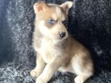 Orjinal Bayram şekerleri Beyaz Ve boz renk Husky