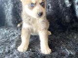 Orjinal Bayram Şekerleri Beyaz Ve Boz Renk Husky