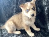 Orjinal Bayram Şekerleri Beyaz Ve Boz Renk Husky