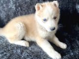 Orjinal Bayram Şekerleri Beyaz Ve Boz Renk Husky