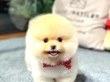 Muhteşem Güzelli̇kte Ayi Surat Pomerani̇an Boo Yavrularimiz