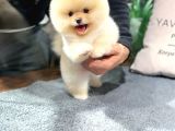 Muhteşem Güzelli̇kte Ayi Surat Pomerani̇an Boo Yavrularimiz