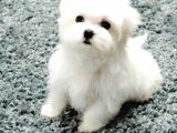 Maltesse Terrier Cinsi Güzel Yavrular 