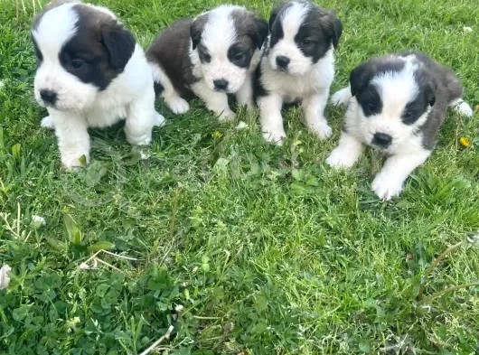 St Bernard Yavrularımız Yeni Yuvalarına Gitmeye Hazır