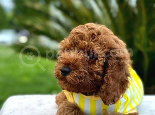 Kıvırcık Tüy Yumağı Toy Poodle Yavrularım görsel