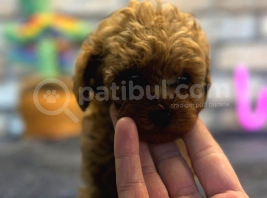 Kıvırcık Tüy Yumağı Toy Poodle Yavrularım görsel