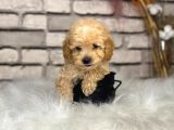 Kıvırcık Tüy Yumağı Toy Poodle Yavrularım