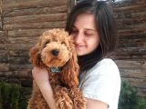 Bayram Şekeri Toy Poodle Bebekler
