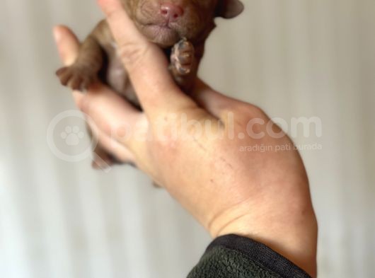 Bayram Şekeri Toy Poodle Bebekler görsel