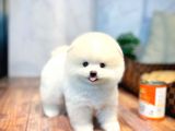 Irk Ve Sağlık Garantili Pomeranian Boo Yavrularımız