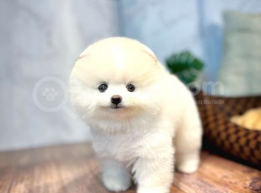 Irk Ve Sağlık Garantili Pomeranian Boo Yavrularımız görsel