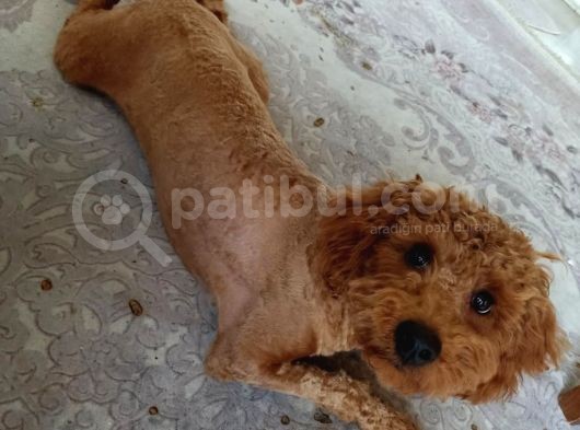 10 Aylik Erkek Safkan Toy Poodle