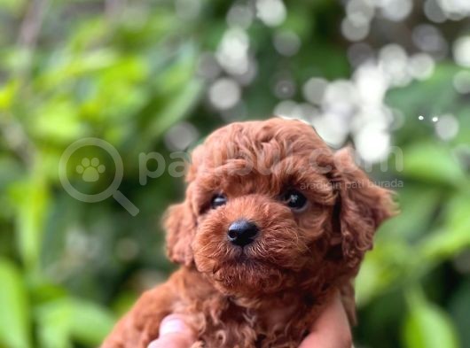 Eşsi̇z Toy Poodle Teacup Bebekler görsel