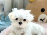 Maltesse Terrier Cinsi Güzel Yavrular 