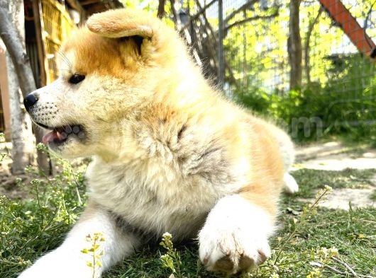 Japon Akita Inu - Safkan görsel