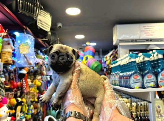 Irk Ve Sağlik Garanti̇li̇ - Yurt Dişi Gi̇ri̇şli̇ Pug Mops Yavrulr görsel