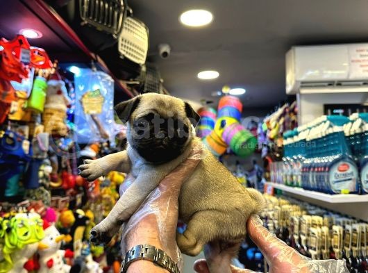 Irk Ve Sağlik Garanti̇li̇ - Yurt Dişi Gi̇ri̇şli̇ Pug Mops Yavrulr görsel