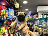 Irk Ve Sağlik Garanti̇li̇ - Yurt Dişi Gi̇ri̇şli̇ Pug Mops Yavrulr