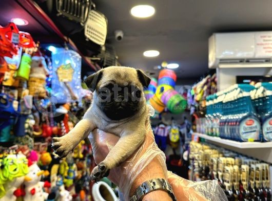 Irk Ve Sağlik Garanti̇li̇ - Yurt Dişi Gi̇ri̇şli̇ Pug Mops Yavrulr görsel
