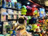IRK VE SAĞLIK GARANTİLİ - YURT DIŞI GİRİŞLİ PUG MOPS YAVRULR