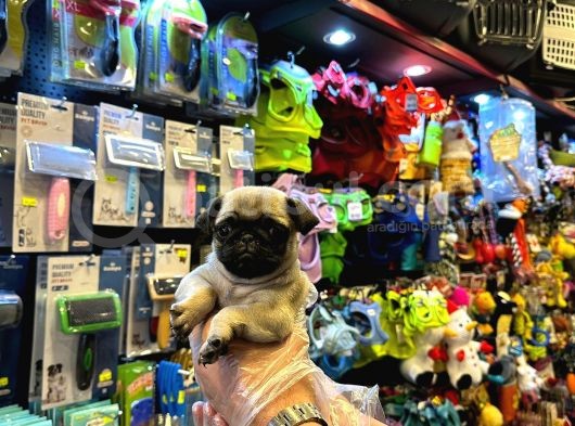 Irk Ve Sağlik Garanti̇li̇ - Yurt Dişi Gi̇ri̇şli̇ Pug Mops Yavrulr görsel